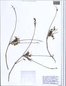 Onobrychis arenaria subsp. miniata (Steven)P.W.Ball, Caucasus, Black Sea Shore (from Novorossiysk to Adler) (K3) (Russia)