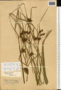 Bolboschoenus planiculmis (F.Schmidt) T.V.Egorova, Eastern Europe, Central forest-and-steppe region (E6) (Russia)