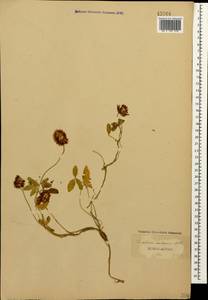 Trifolium ambiguum M.Bieb., Caucasus (no precise locality) (K0)