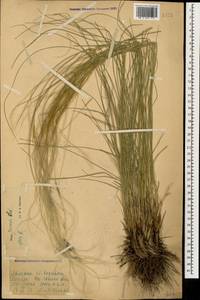 Stipa pennata L., Caucasus, Armenia (K5) (Armenia)