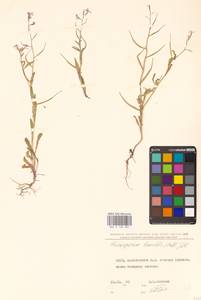 Chorispora tenella (Pall.) DC., Eastern Europe, North Ukrainian region (E11) (Ukraine)