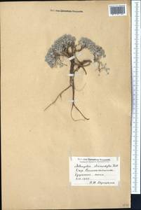 Astragalus ammodytes Pall., Middle Asia, Muyunkumy, Balkhash & Betpak-Dala (M9) (Kazakhstan)