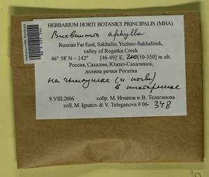 Buxbaumia aphylla Hedw., Bryophytes, Bryophytes - Russian Far East (excl. Chukotka & Kamchatka) (B20) (Russia)