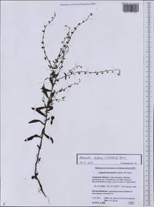 Hackelia deflexa (Wahlenb.) Opiz, Siberia, Russian Far East (S6) (Russia)