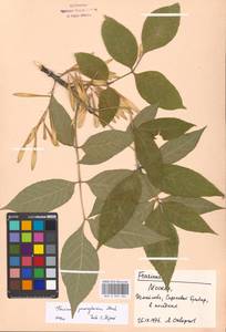 Fraxinus pennsylvanica Marshall, Eastern Europe, Moscow region (E4a) (Russia)