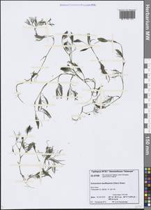 Ranunculus kauffmanii P. Clerc, Siberia, Central Siberia (S3) (Russia)