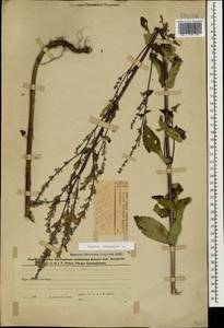 Nepeta nuda subsp. nuda, Caucasus, Azerbaijan (K6) (Azerbaijan)