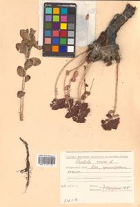Phedimus stevenianus (Rouy & E.G.Camus) 't Hart, Siberia, Russian Far East (S6) (Russia)