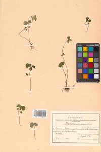 Chrysosplenium pilosum Maxim., Siberia, Russian Far East (S6) (Russia)