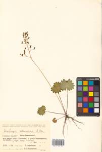 Micranthes nelsoniana subsp. aestivalis (Fisch. & C. A. Mey.) Elven & D. F. Murray, Siberia, Chukotka & Kamchatka (S7) (Russia)