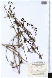 Galium verum subsp. verum, Eastern Europe, South Ukrainian region (E12) (Ukraine)