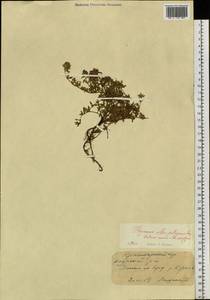 Thymus petraeus Serg., Siberia, Central Siberia (S3) (Russia)