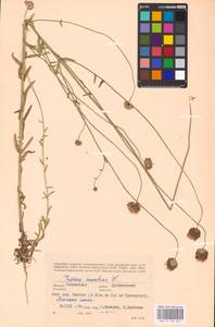 Jasione montana L., Eastern Europe, Western region (E3) (Russia)