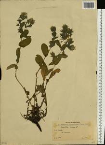 Cerinthe minor L., Eastern Europe, West Ukrainian region (E13) (Ukraine)