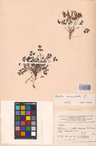 Oxalis corniculata L., Eastern Europe, West Ukrainian region (E13) (Ukraine)