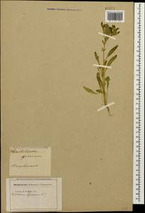 Euclidium syriacum (L.) W. T. Aiton, Caucasus, Turkish Caucasus (NE Turkey) (K7) (Turkey)