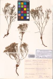 Limonium caspium (Willd.) Gams, Eastern Europe, Lower Volga region (E9) (Russia)