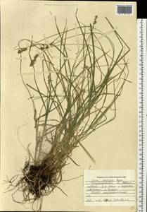 Carex spicata subsp. spicata, Eastern Europe, South Ukrainian region (E12) (Ukraine)