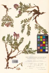 Hedysarum hedysaroides (L.) Schinz & Thell., Siberia, Russian Far East (S6) (Russia)
