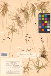 Carex fuliginosa Schkuhr, Siberia, Russian Far East (S6) (Russia)