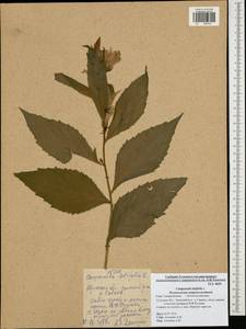 Campanula latifolia L., Eastern Europe, Central region (E4) (Russia)