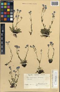 Myosotis alpestris subsp. alpestris, Caucasus, South Ossetia (K4b) (South Ossetia)