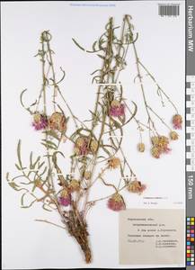 Centaurea scabiosa L., Eastern Europe, Central forest-and-steppe region (E6) (Russia)