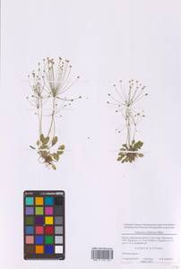 Androsace filiformis Retz., Eastern Europe, Moscow region (E4a) (Russia)