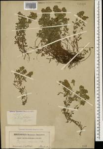 Thymus collinus M.Bieb., Caucasus, North Ossetia, Ingushetia & Chechnya (K1c) (Russia)