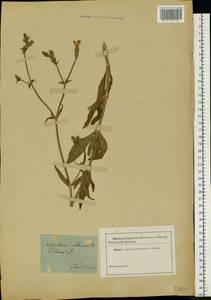 Silene latifolia subsp. alba (Mill.) Greuter & Burdet, Eastern Europe, South Ukrainian region (E12) (Ukraine)