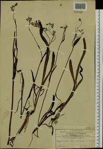 Ixeris chinensis subsp. versicolor (Fisch. ex Link) Kitam., Siberia, Russian Far East (S6) (Russia)
