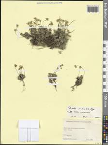 Draba scabra C.A.Mey., Caucasus, Dagestan (K2) (Russia)
