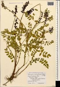 Astragalus brachytropis (Stev.) C. A. Mey., Caucasus, North Ossetia, Ingushetia & Chechnya (K1c) (Russia)