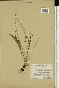 Scorzoneroides autumnalis subsp. autumnalis, Eastern Europe, Central forest-and-steppe region (E6) (Russia)
