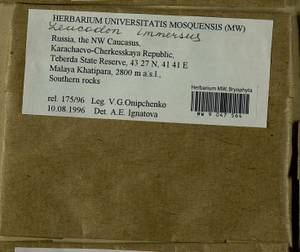 Leucodon immersus Lindb., Bryophytes, Bryophytes - North Caucasus & Ciscaucasia (B12) (Russia)