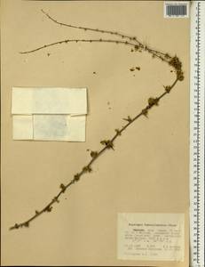 Asparagus leptocladodius Chiov., Africa (AFR) (Ethiopia)