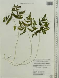 Gymnocarpium dryopteris (L.) Newm., Eastern Europe, Northern region (E1) (Russia)