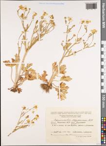 Ranunculus oxyspermus Willd., Eastern Europe, Lower Volga region (E9) (Russia)
