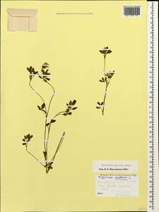 Trifolium apertum Bobrov, Caucasus, Black Sea Shore (from Novorossiysk to Adler) (K3) (Russia)