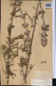 Phlomoides iliensis (Regel) Adylov, Kamelin & Makhm., Middle Asia, Muyunkumy, Balkhash & Betpak-Dala (M9) (Kazakhstan)