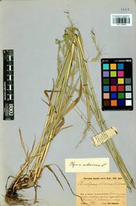 Elymus sibiricus L., Siberia, Baikal & Transbaikal region (S4) (Russia)