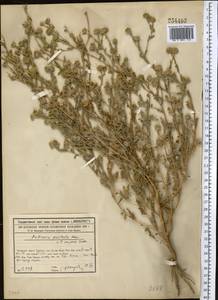 Pulicaria vulgaris Gaertn., Middle Asia, Syr-Darian deserts & Kyzylkum (M7) (Kazakhstan)