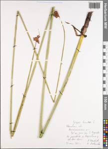 Schoenoplectus lacustris (L.) Palla, Eastern Europe, Central forest region (E5) (Russia)