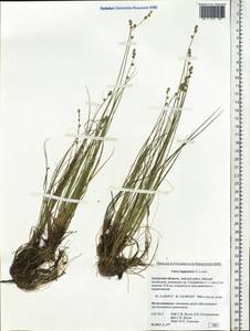 Carex lapponica O.Lang, Siberia, Russian Far East (S6) (Russia)