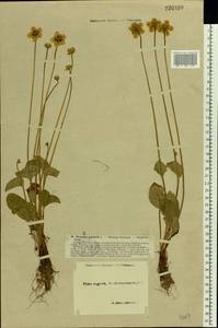 Parnassia palustris L., Eastern Europe, North-Western region (E2) (Russia)