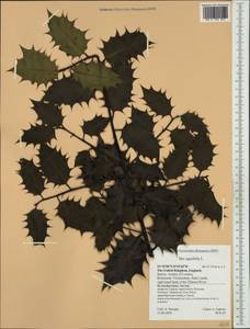 Ilex aquifolium L., Western Europe (EUR) (United Kingdom)