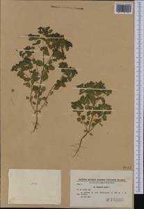 Euphorbia peplus L., Western Europe (EUR) (Bulgaria)