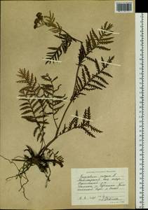 Tanacetum vulgare L., Siberia, Central Siberia (S3) (Russia)