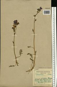 Polemonium caeruleum subsp. campanulatum Th. Fr., Eastern Europe, Northern region (E1) (Russia)