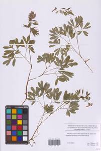 Corydalis solida (L.) Clairv., Eastern Europe, Moscow region (E4a) (Russia)